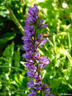 Image of Francoa appendiculata A. Juss.