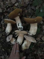 Sivun Boletus barrowsii Thiers & A. H. Sm. 1976 kuva