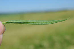 Image of Siberian catchfly