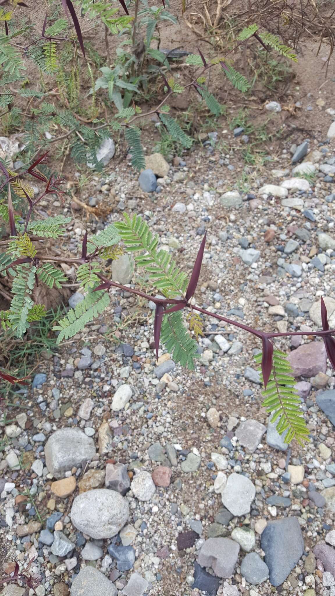 Image of Vachellia campeachiana (Mill.) Seigler & Ebinger