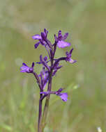 Image of Anacamptis boryi (Rchb. fil.) R. M. Bateman, Pridgeon & M. W. Chase