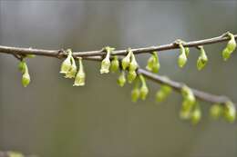 Image of Erythroxylum guatemalense Lundell