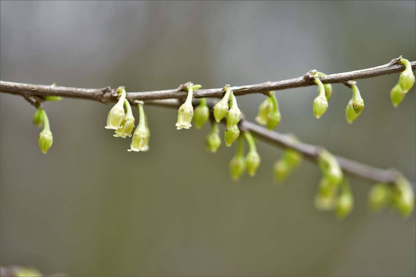 Image of Erythroxylum guatemalense Lundell