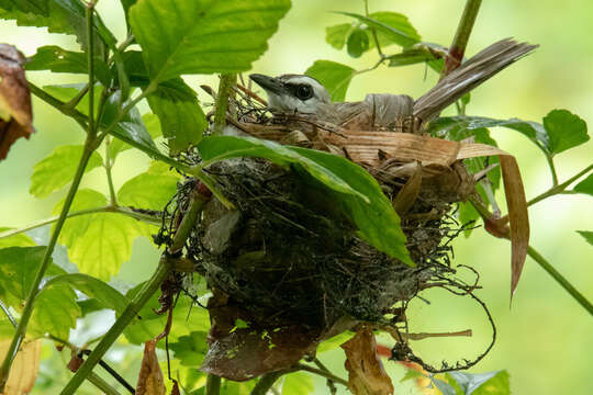 Image of Yellow-vented Bulbul