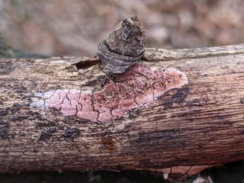 Image of Ceriporia purpurea (Fr.) Donk 1971