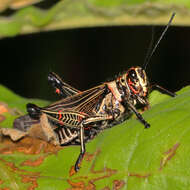 Image de Chromacris nuptialis (Gerstaecker 1873)