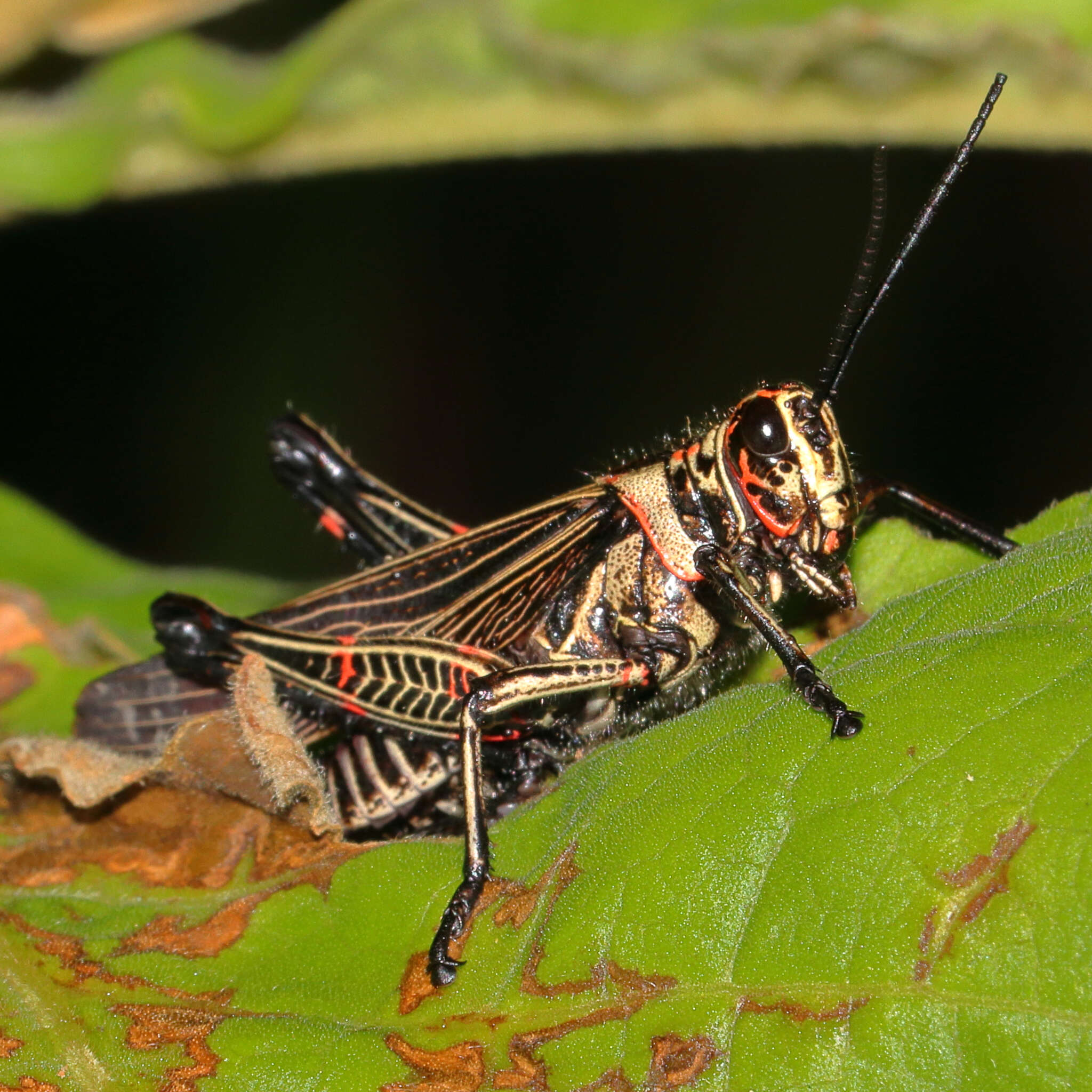 Image de Chromacris nuptialis (Gerstaecker 1873)