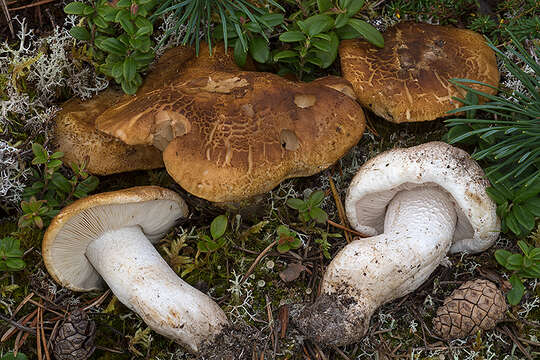 Image of Tricholoma apium Jul. Schäff. 1925