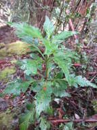 Imagem de Phyllocladus aspleniifolius (Labill.) Hook. fil.