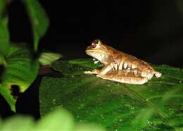 Image of Charuplaya Tree Frog