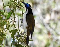 Image of Blue-faced Honeyeaters