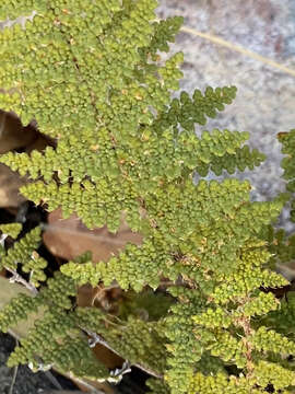 Image of beaded lipfern