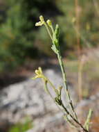 Image de Macrosyringion longiflorum (Vahl) Rothm.