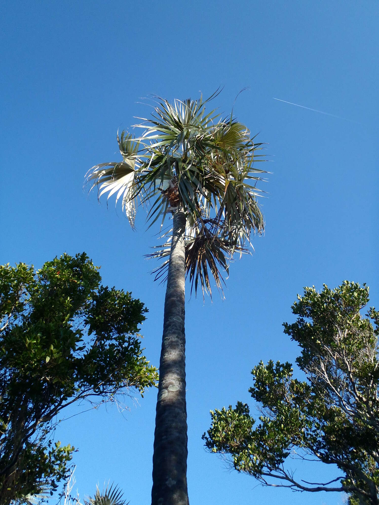 Image of Florida silver palm