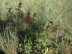 Imagem de Salvia fulgens Cav.