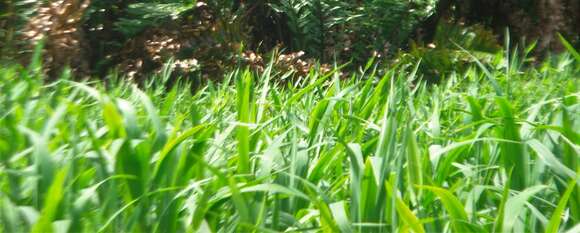 Image of Broad-Leaf Rice