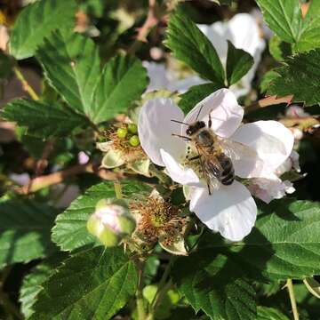 Image of sand blackberry