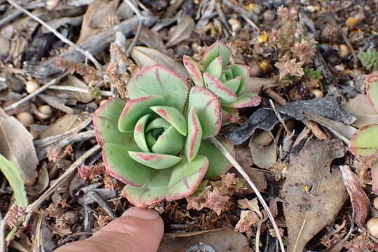 Image of Haworth's aeonium