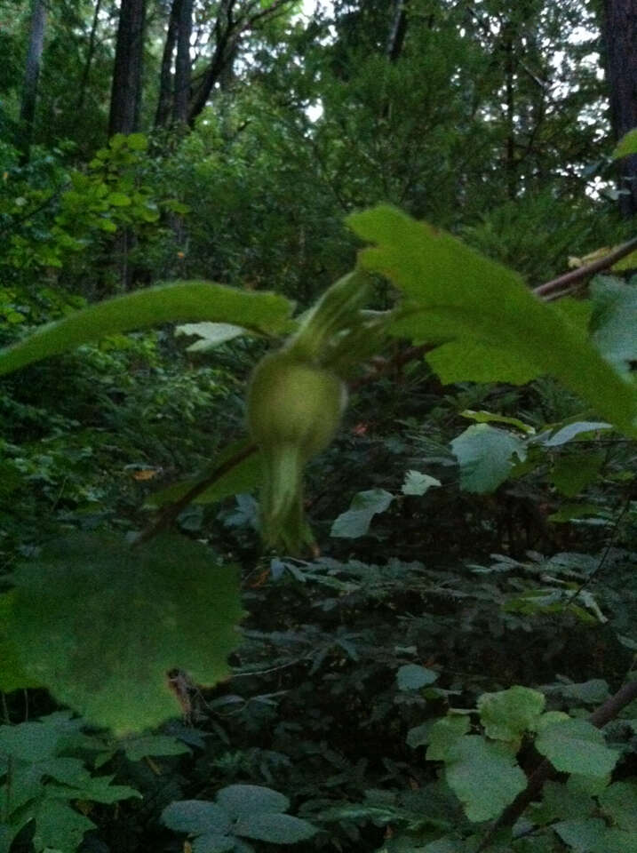 Image of Corylus cornuta subsp. californica (A. DC.) A. E. Murray