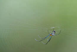 Image of Leucauge regnyi (Simon 1898)