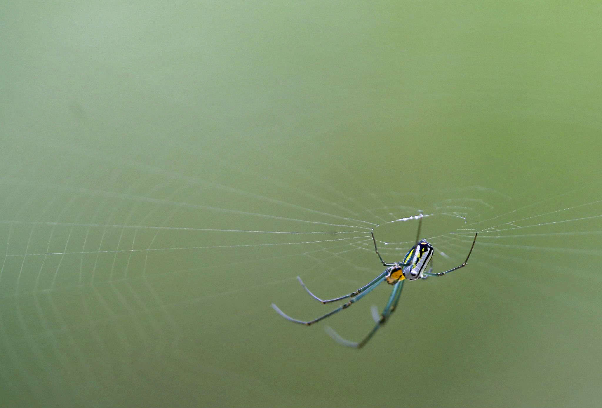 Image of Leucauge regnyi (Simon 1898)