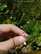 Image of Eriocaulon buergerianum Körn.