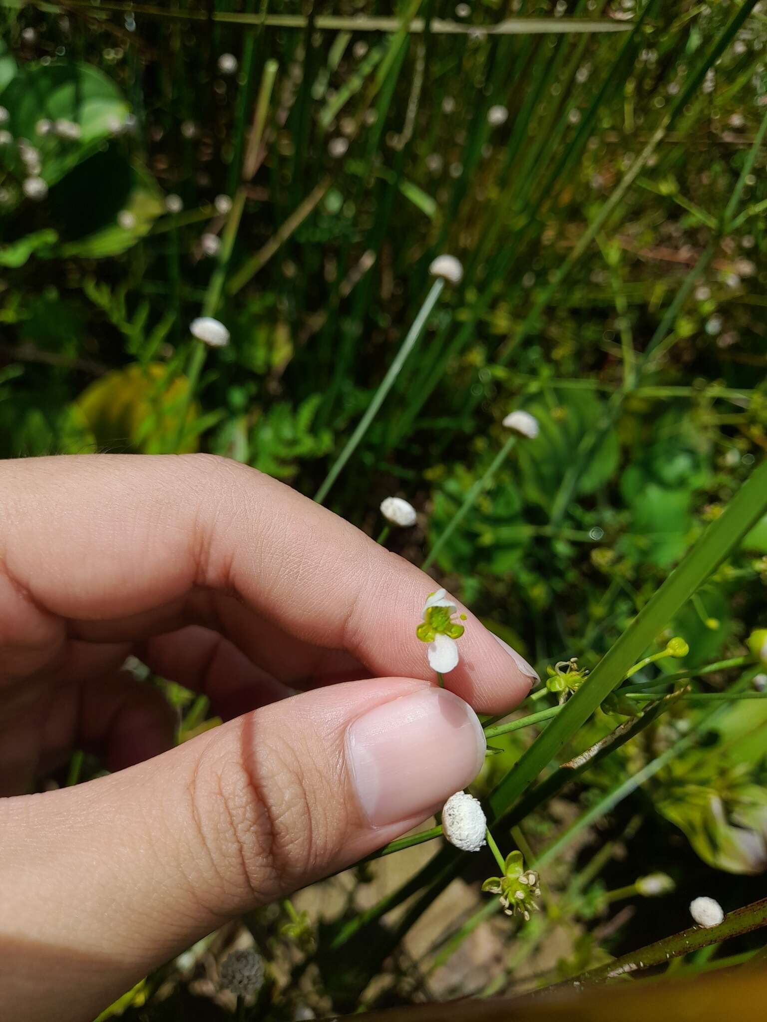 Sivun Eriocaulon buergerianum Körn. kuva