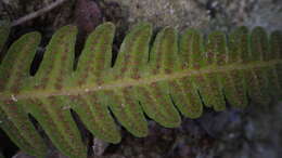 Image of Goniopteris domingensis (Spreng.) Pic. Serm.