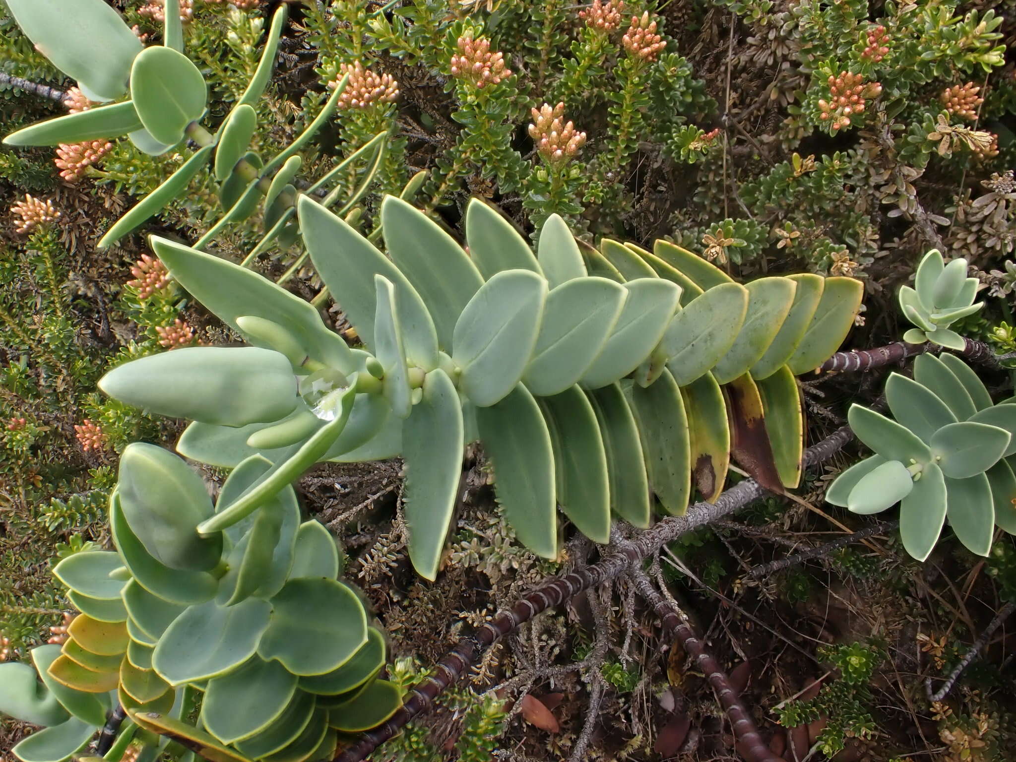 Image of Veronica albicans Petrie