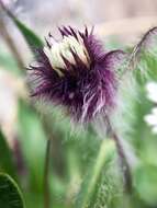 Image of arctic alpine fleabane