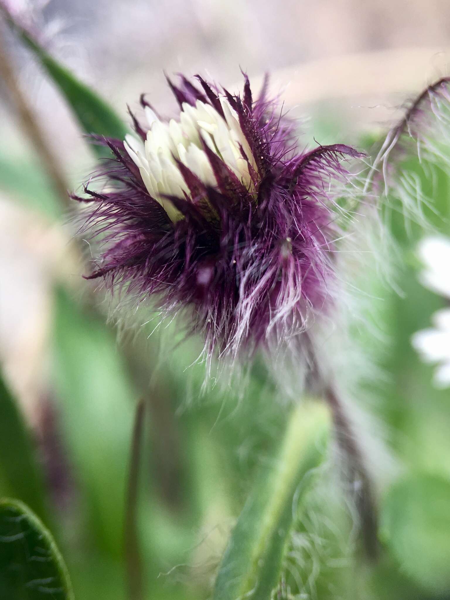 Image of arctic alpine fleabane