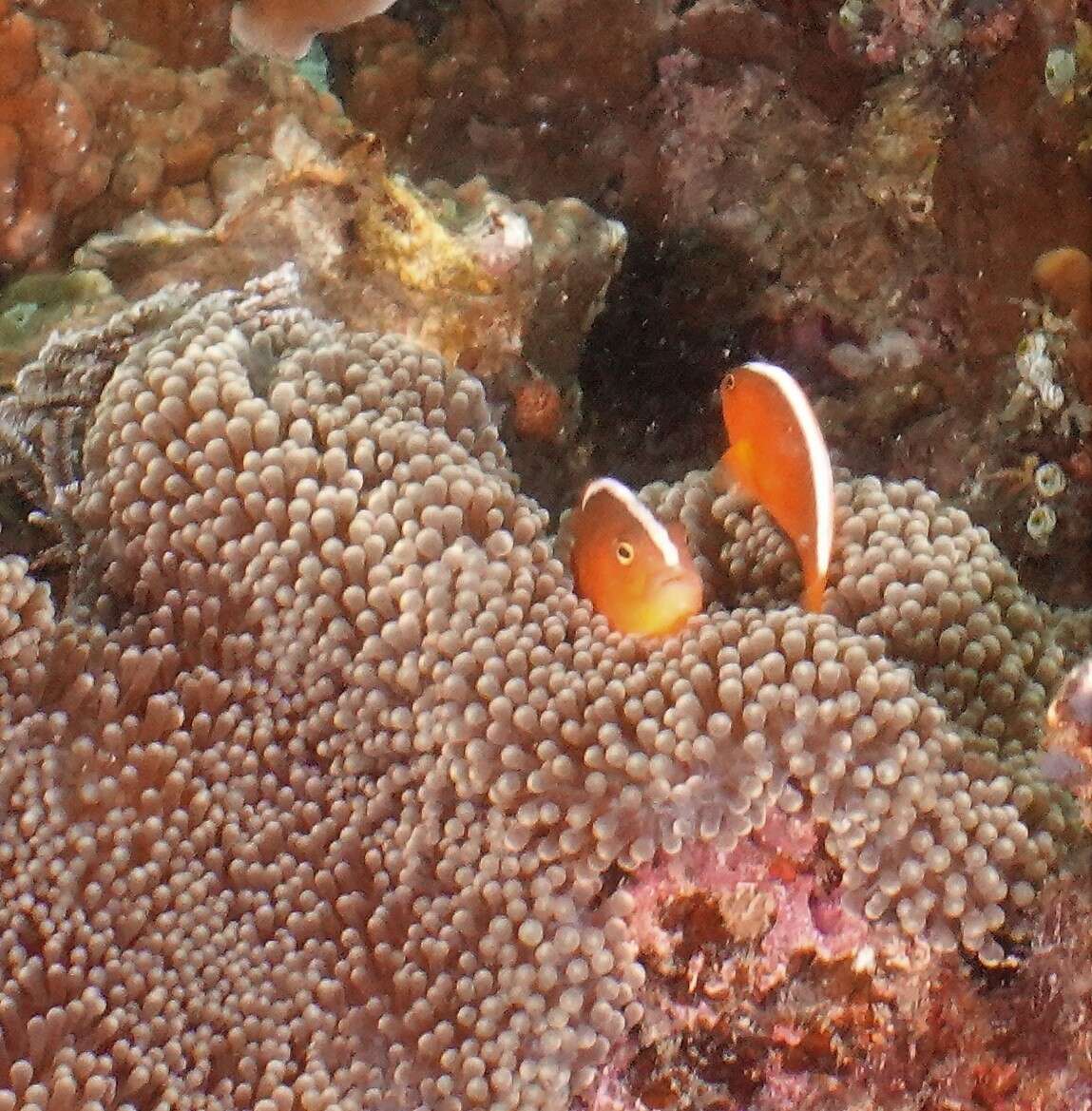 Imagem de Amphiprion sandaracinos Allen 1972