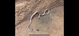 Image of Israeli Catsnake