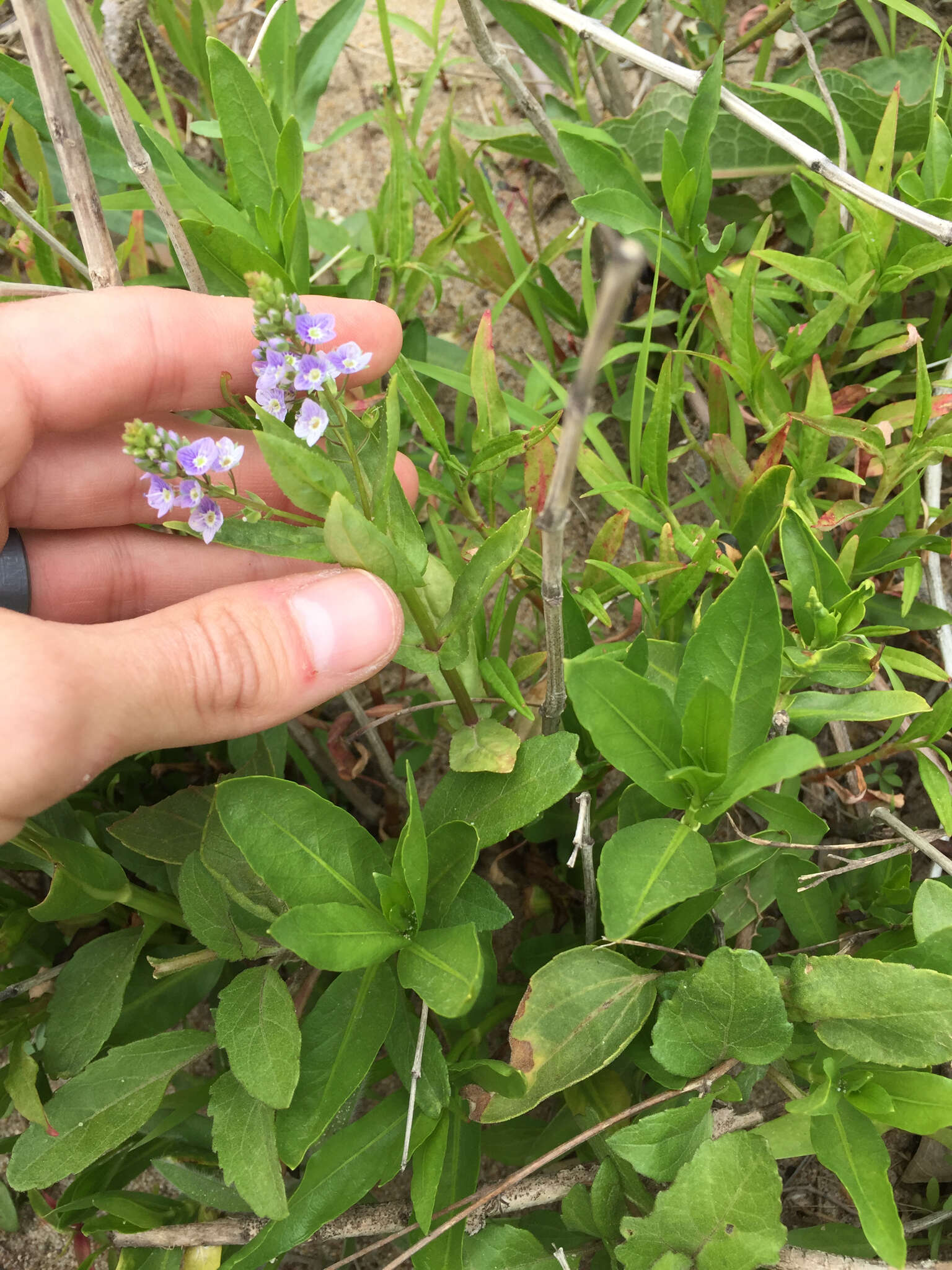 Image of Blue Water-speedwell