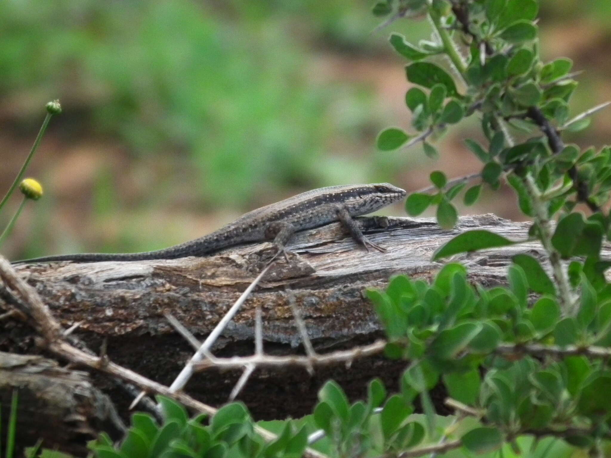 Trachylepis spilogaster (Peters 1882)的圖片