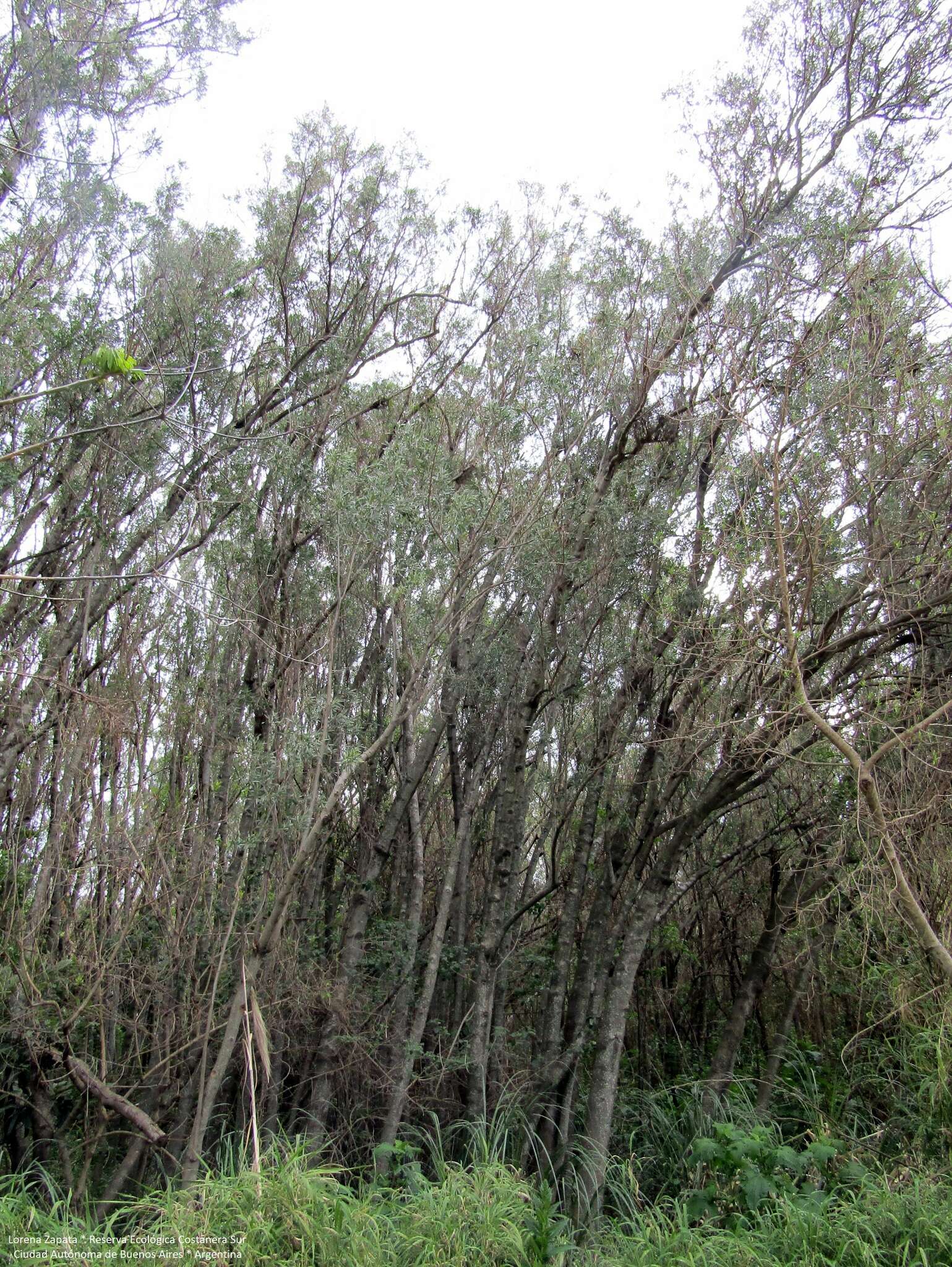 Image of Tessaria integrifolia Ruiz & Pav.