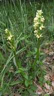 Image de Dactylorhiza insularis (Sommier) Ó. Sánchez & Herrero