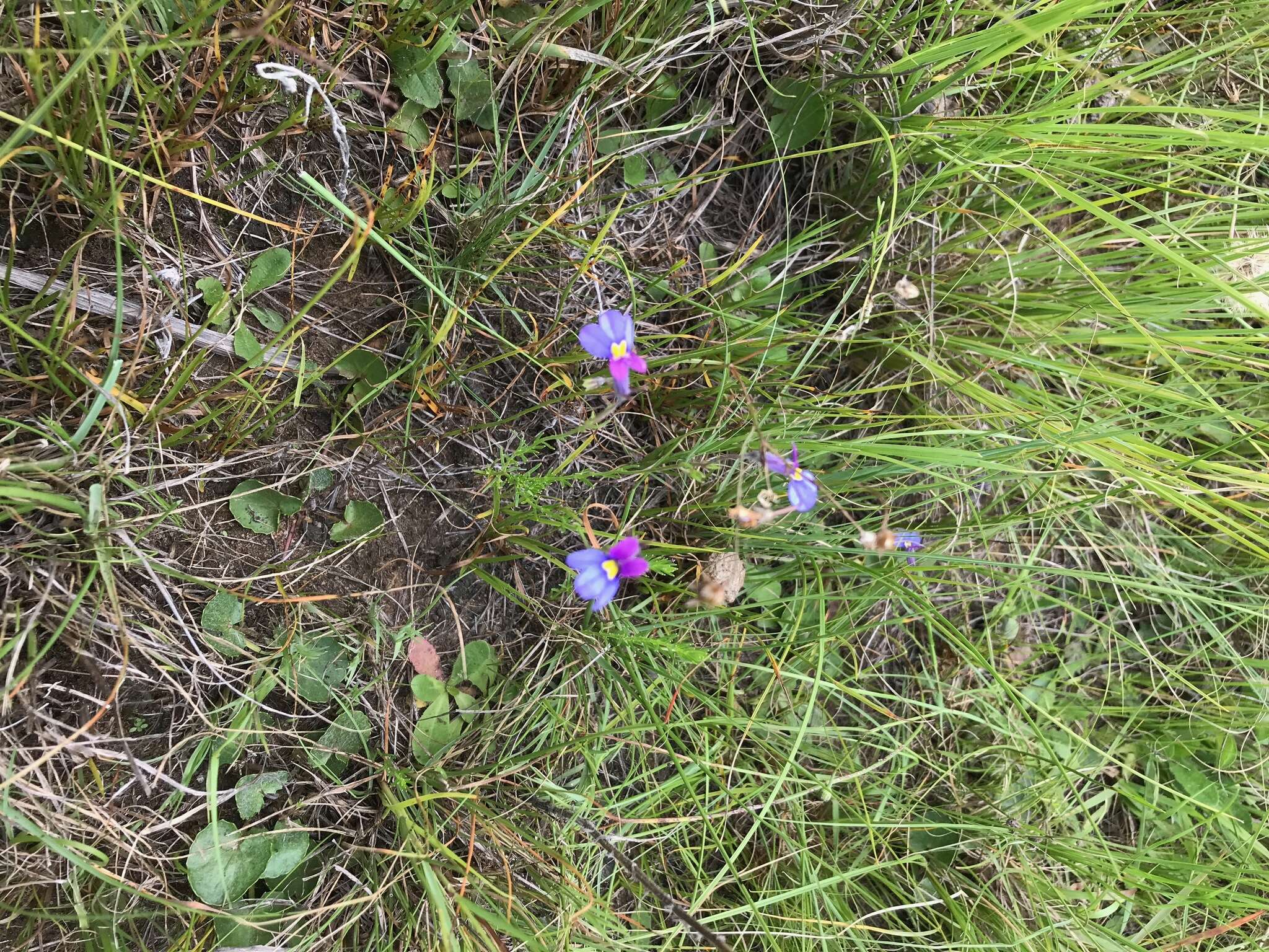 Image of Butterfly lobelia