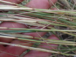 Image of Gumgrass