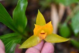 Imagem de Lycaste cruenta (Lindl.) Lindl.