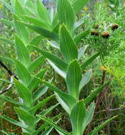 Image of Cliffortia grandifolia Eckl. & Zeyh.