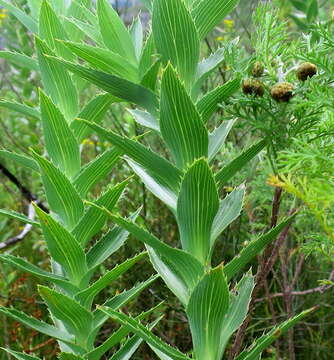 Image of Cliffortia grandifolia Eckl. & Zeyh.