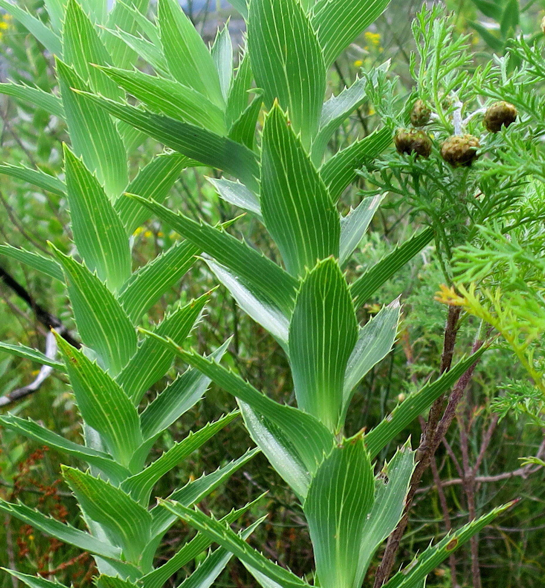 Image of Cliffortia grandifolia Eckl. & Zeyh.