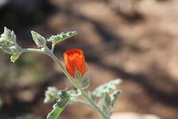 Image of Fendler's globemallow