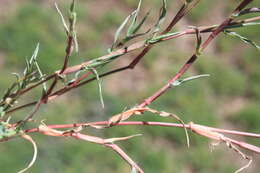 Image of Creeping grass