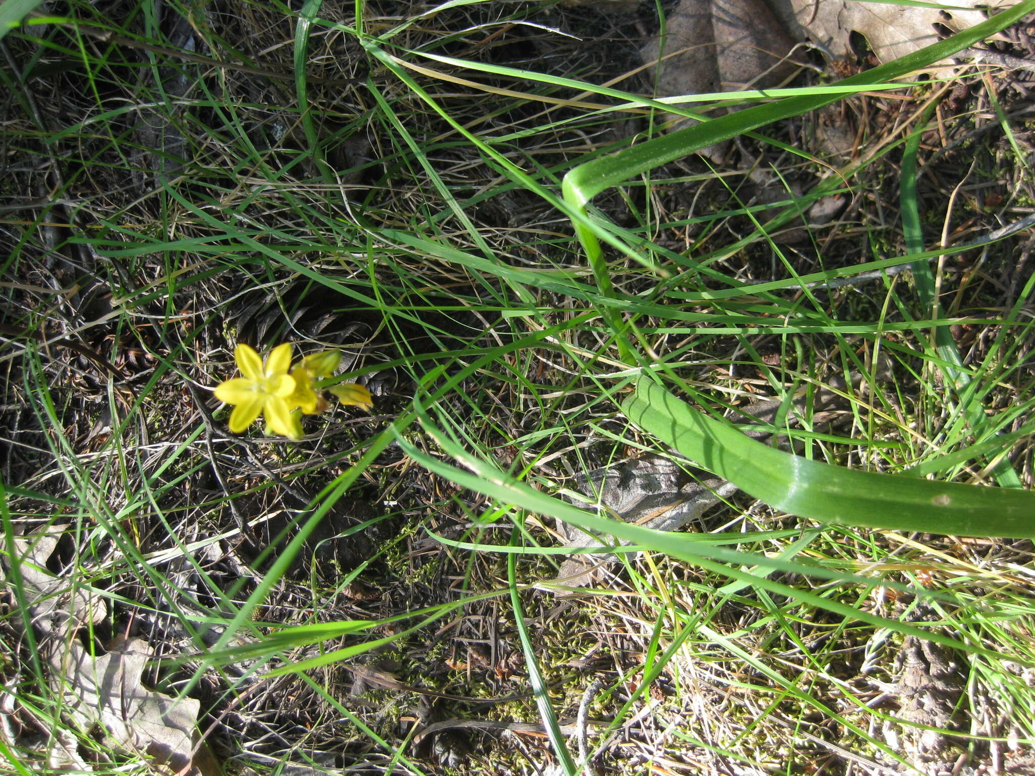 Image of Coast Range triteleia