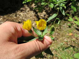 Image of Canadian hawkweed