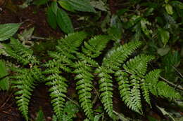 Image of Dryopteris melanocarpa Hayata