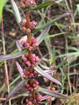 صورة Ammannia latifolia L.