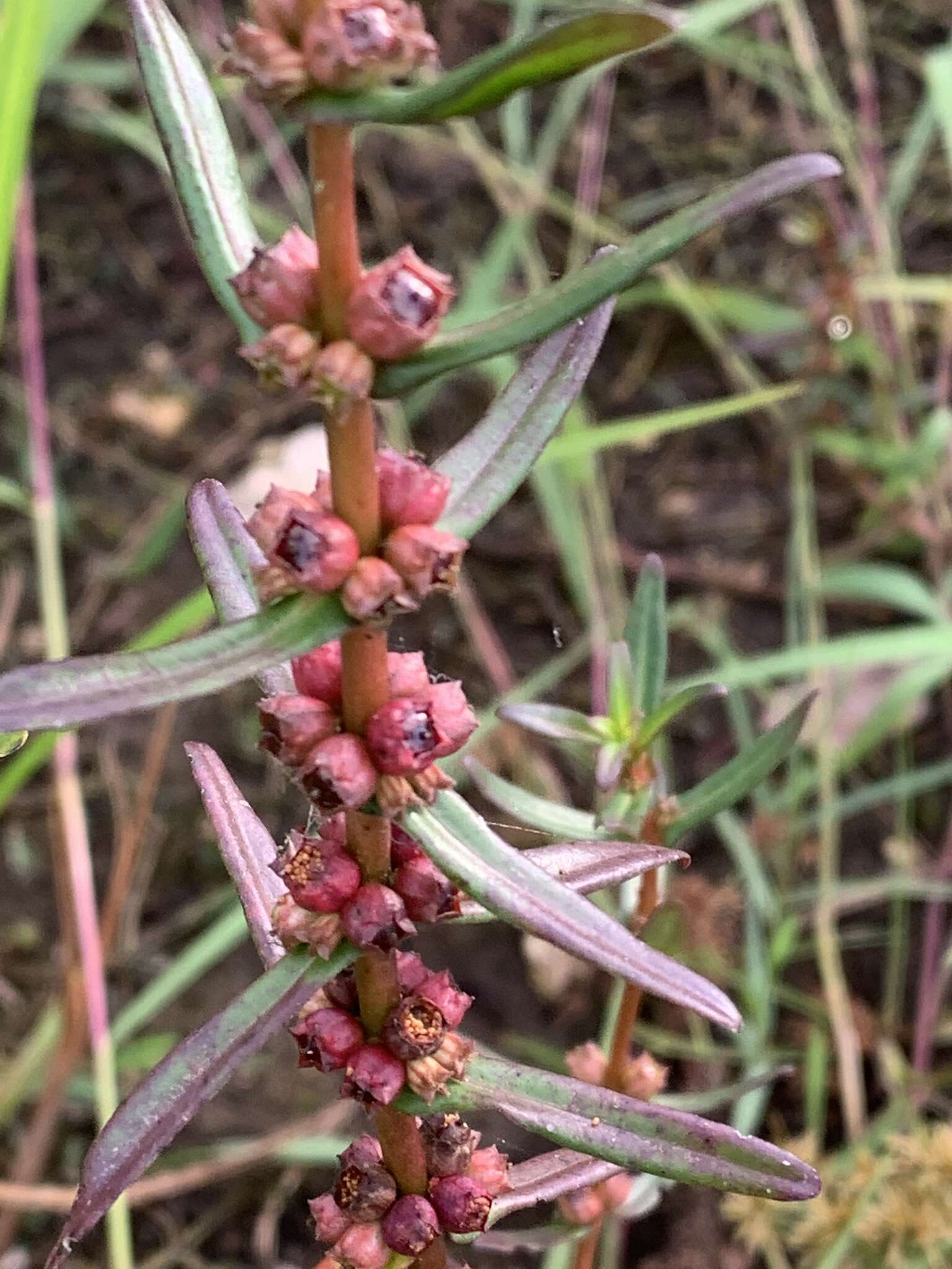 صورة Ammannia latifolia L.